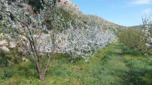 Fruiters en ecològic al barranc de Cala en Porter