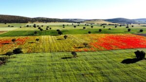 Campos de Vida