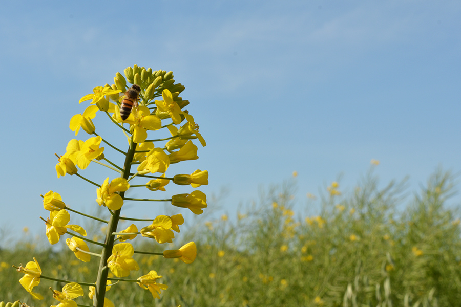 Biodiversitat