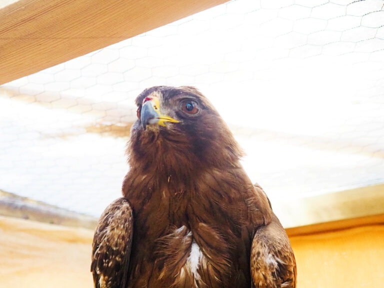 28/07 — Els becs de les aus, primer taller en família de l’estiu al Centre de Recuperació de Fauna