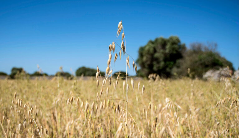 Transformació col·lectiva i ramaderia regenerativa al Seminari d’Agricultura i Medi Ambient 2026