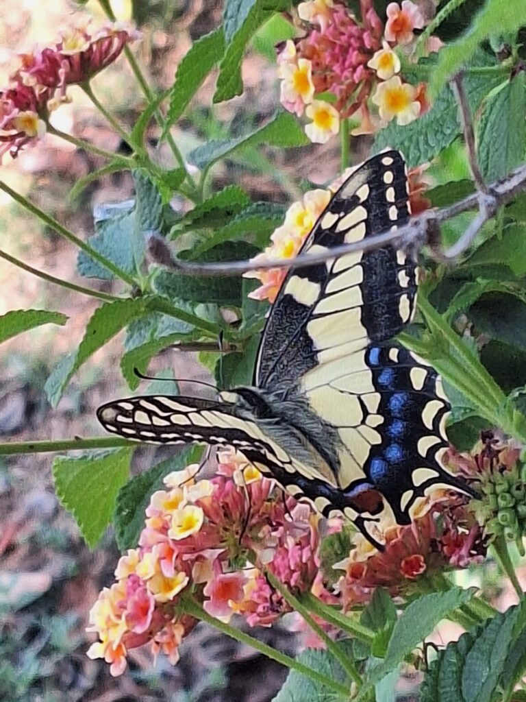 Vine a descobrir la biodiversitat de les finques de Custòdia Agrària